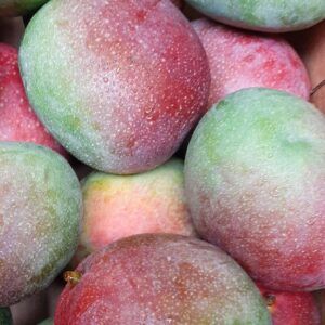 Mango, 1 stk. ØKO - PER